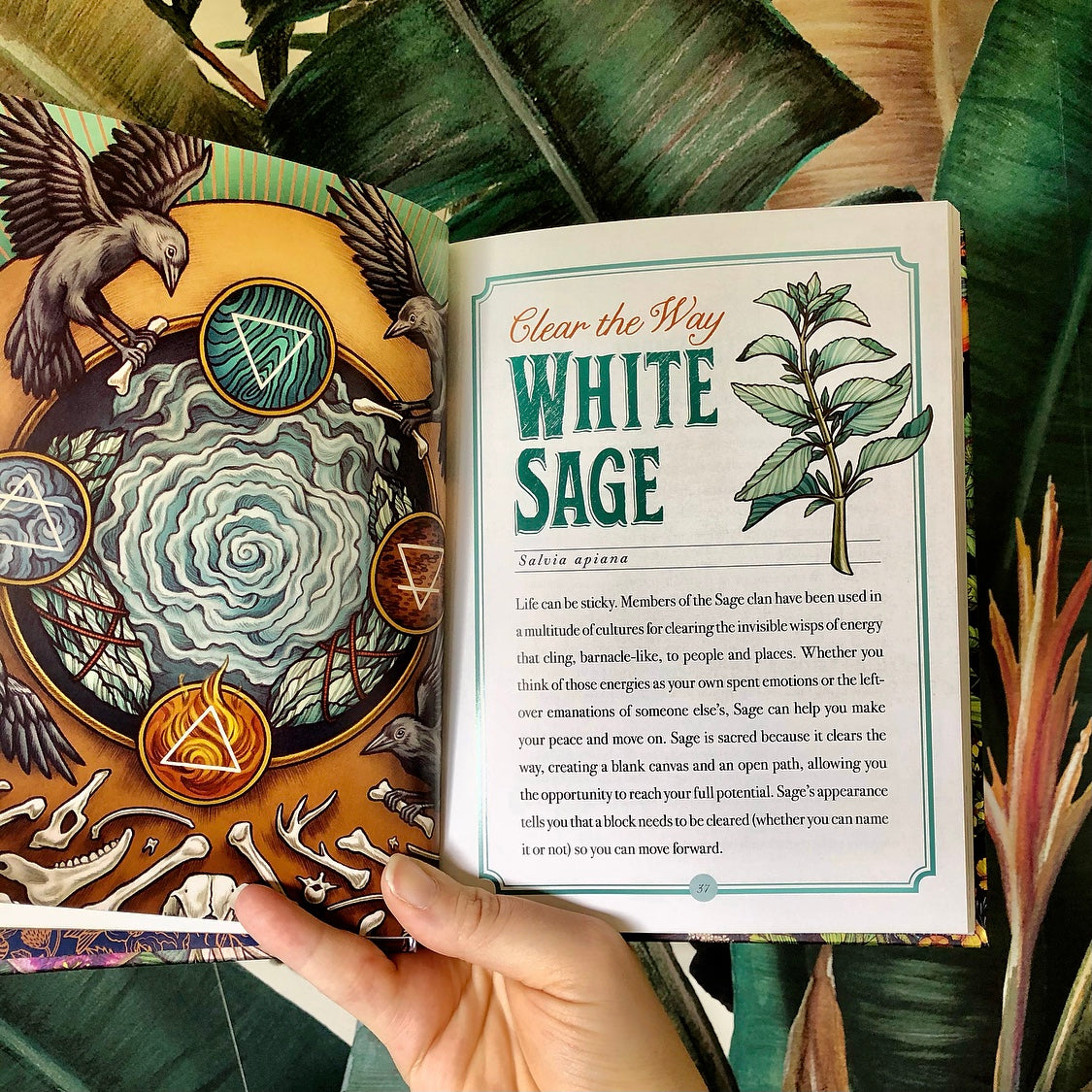 The Illustrated Herbiary